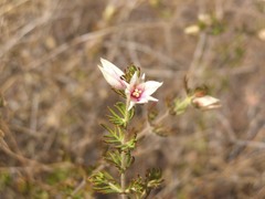 Boronia lanuginosa