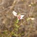 Boronia lanuginosa - Photo (c) Ian McMaster,  זכויות יוצרים חלקיות (CC BY-NC), הועלה על ידי Ian McMaster