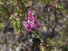 Calytrix exstipulata