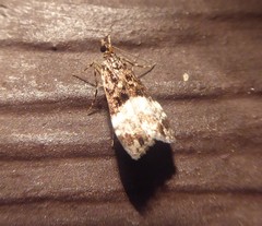 Scoparia minusculalis