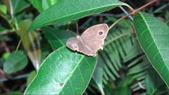Mycalesis mineus