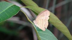 Mycalesis mineus