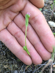 Plectritis ciliosa