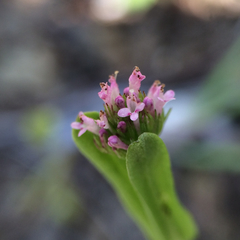 Plectritis ciliosa