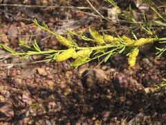 Acacia conjunctifolia