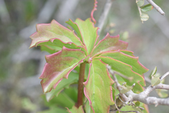 Cyphostemma quinatum