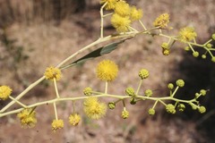 Acacia hemignosta