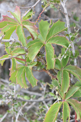 Cyphostemma quinatum