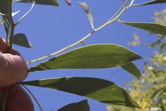 Acacia hemignosta