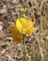 Crotalaria aridicola