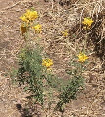 Crotalaria aridicola