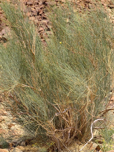 Image of Sisyndite spartea by (c) Shaun Swanepoel, some rights reserved (CC BY)