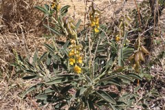 Crotalaria novae-hollandiae