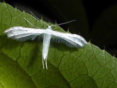 Pterophorus