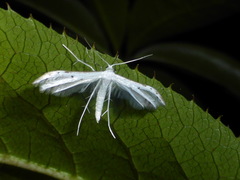 Pterophorus