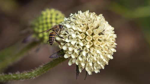 Dipsacus asper