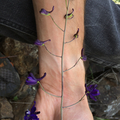 Delphinium parryi