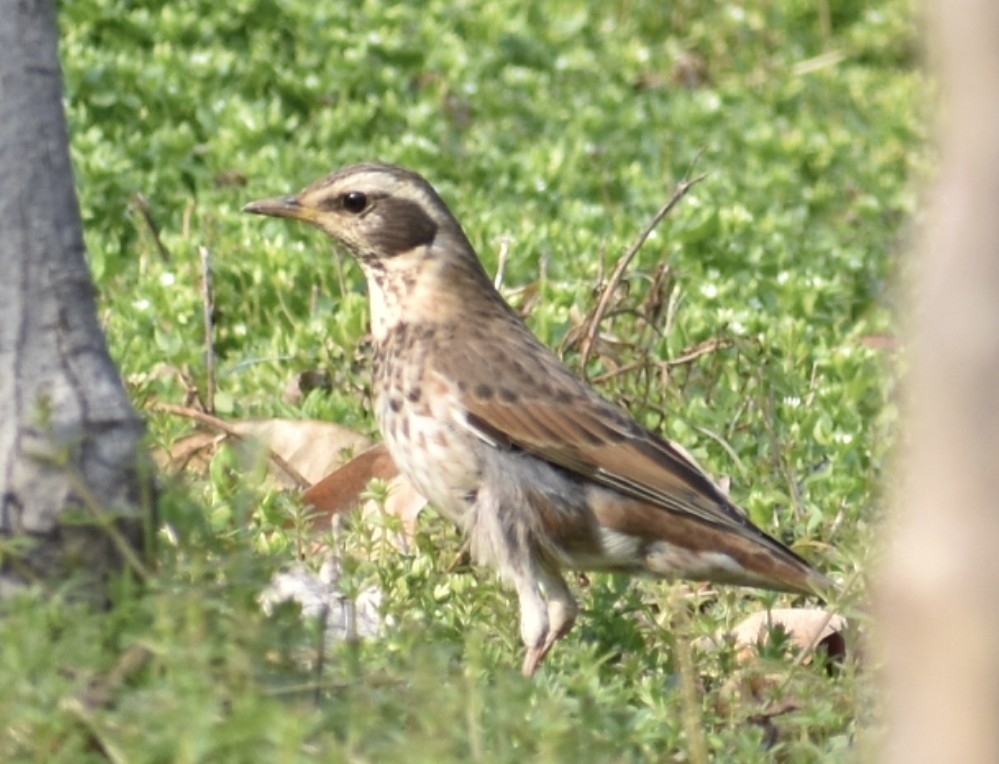 Dusky Thrush