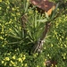 Yucca aloifolia aloifolia - Photo (c) Giuseppe,  זכויות יוצרים חלקיות (CC BY-NC), הועלה על ידי Giuseppe