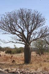 Adansonia gregorii