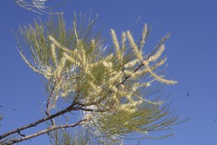 Grevillea pyramidalis