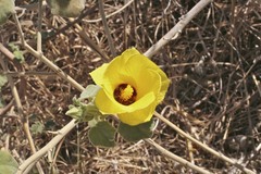 Hibiscus panduriformis