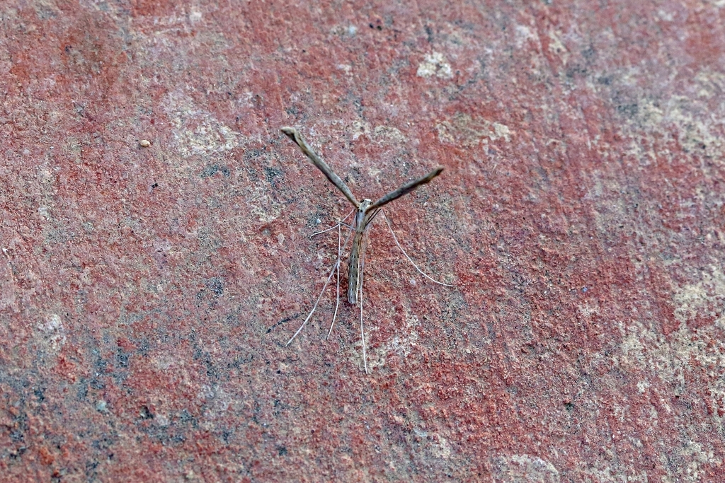 Agdistis adactyla