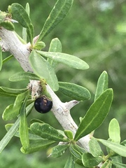 Lycium schweinfurthii