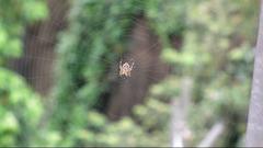 Neoscona menghaiensis