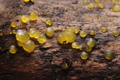 Dacrymyces