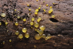 Dacrymyces