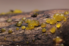 Dacrymyces