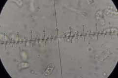 Dacrymyces