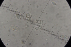 Dacrymyces
