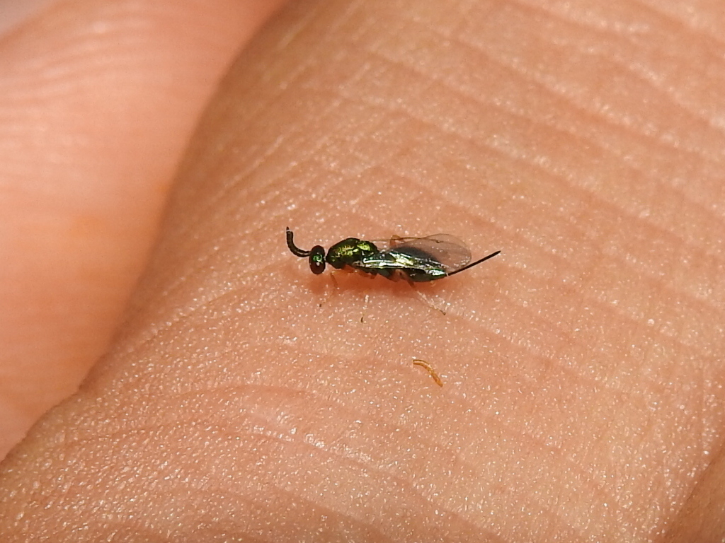 Torymus microstigma