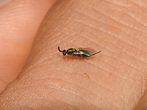 Torymus microstigma