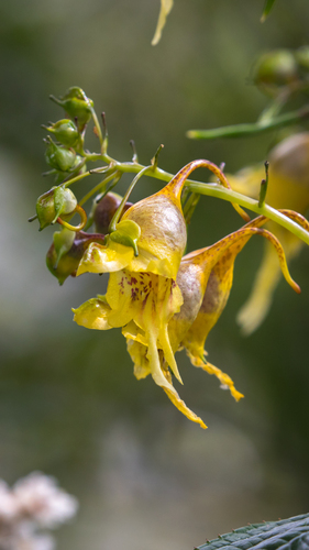 Impatiens cyathiflora