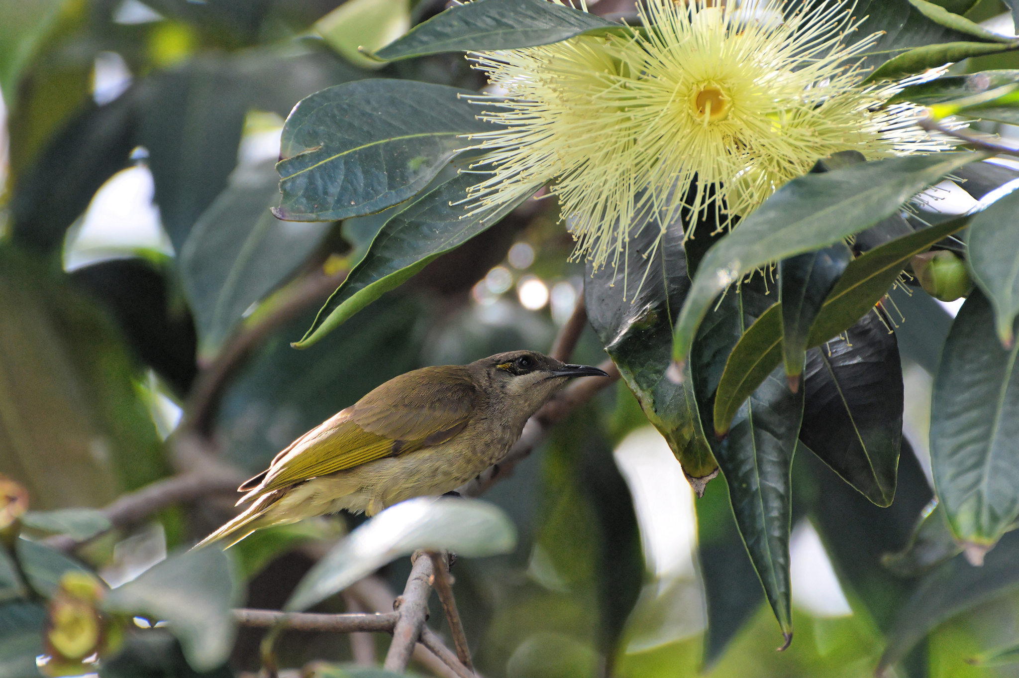 Brown Honeyeater illustration