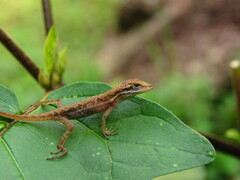 Grass Anole photo 3