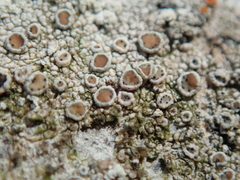 Lecanora cenisia