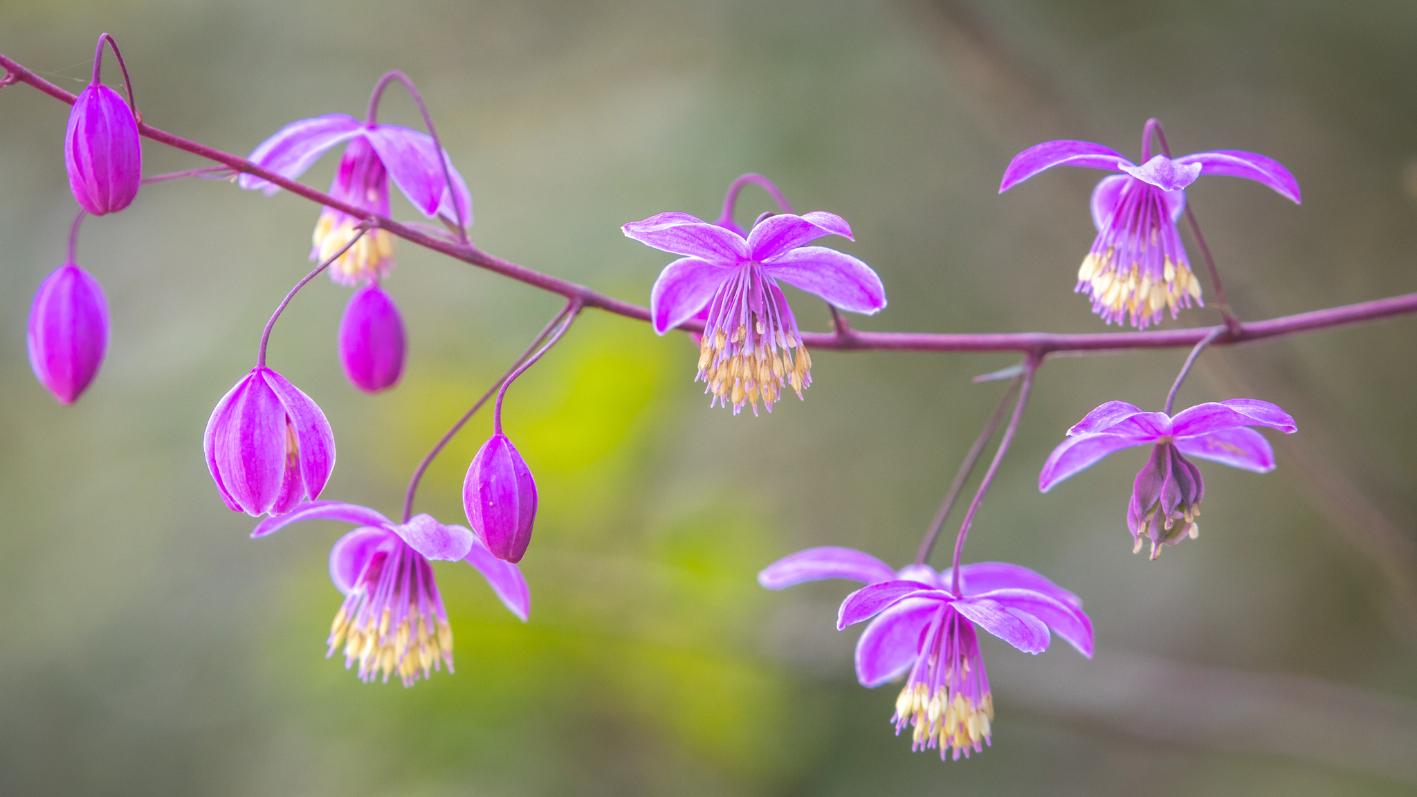Thalictrum