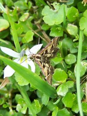 Diasemia grammalis