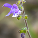 Salvia yunnanensis - Photo 由 Mengshuai Ge 所上傳的 (c) Mengshuai Ge，保留部份權利CC BY-NC