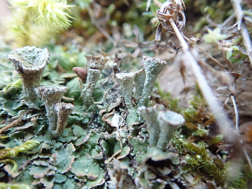 Cladonia pocillum image