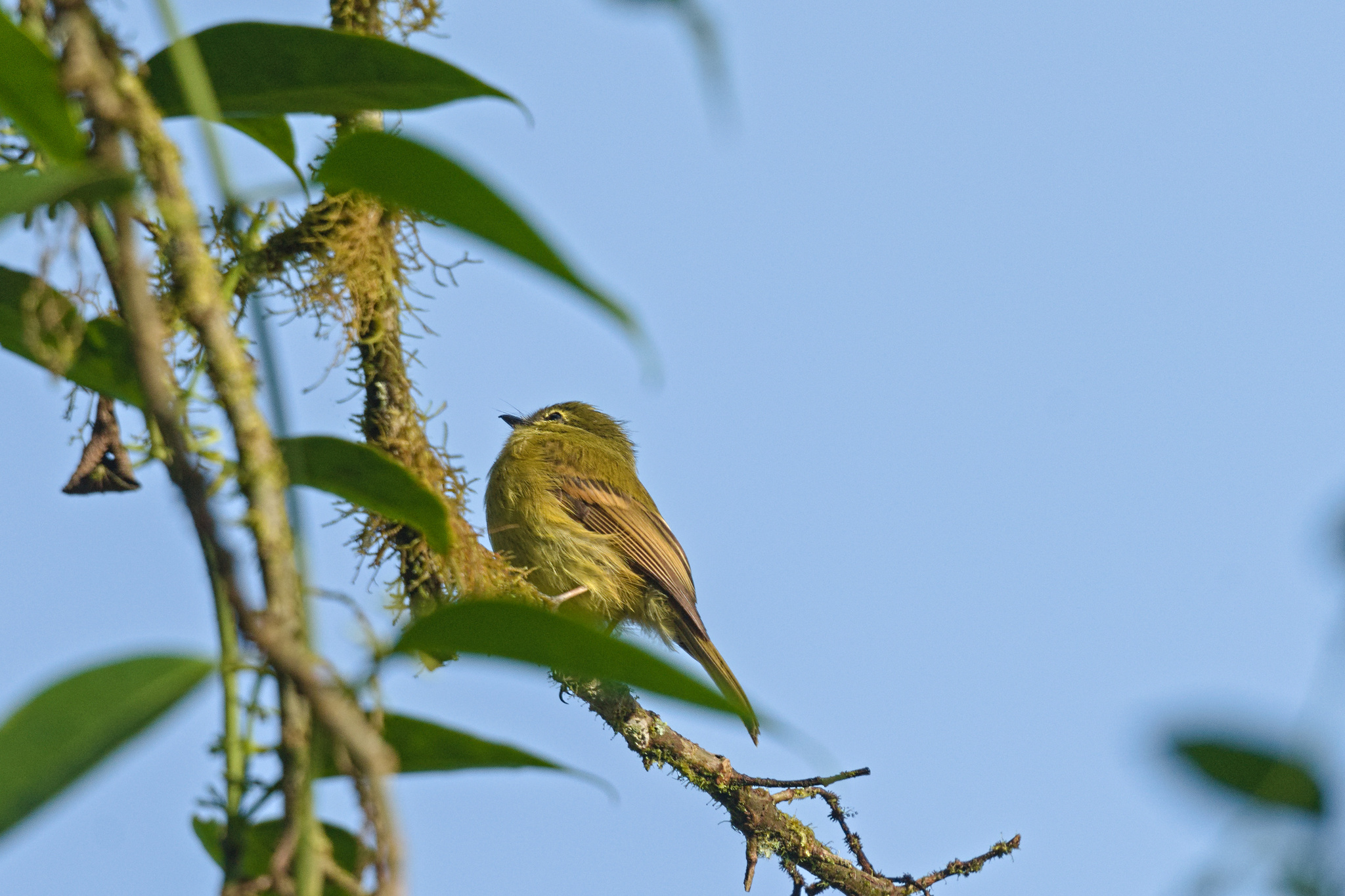 Flavescent Flycatcher (Myiophobus flavicans), photo 4
