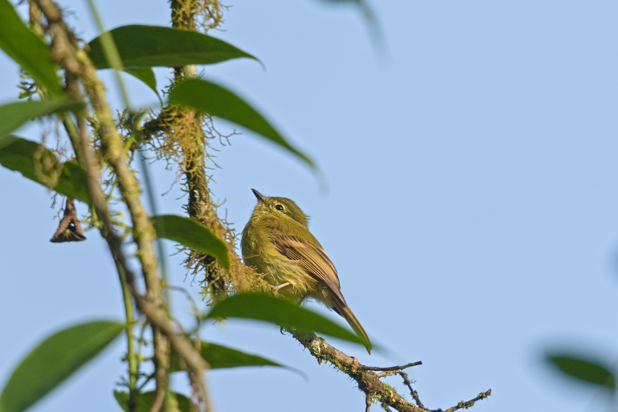 Flavescent Flycatcher (Myiophobus flavicans), photo 2