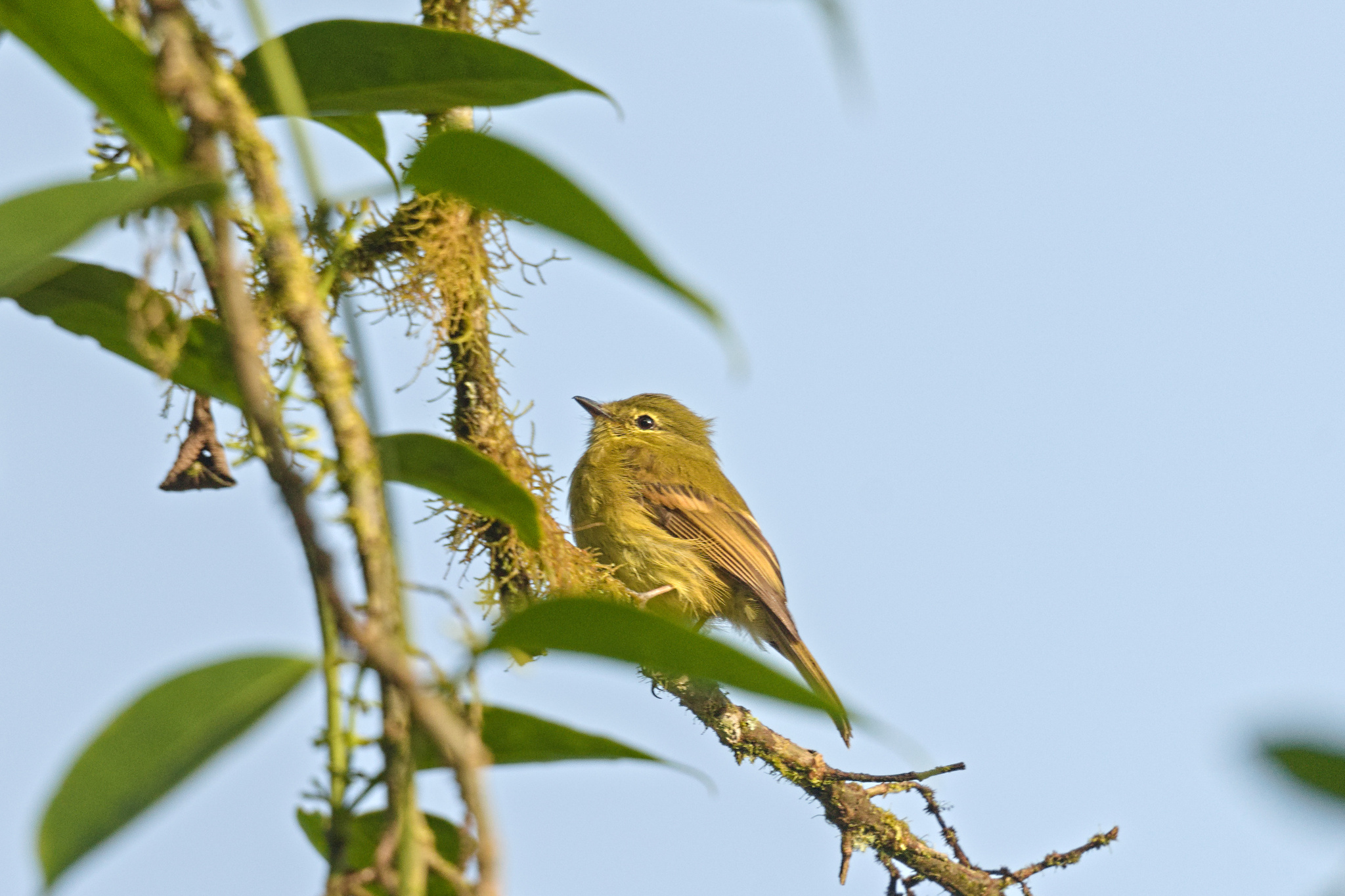 Flavescent Flycatcher (Myiophobus flavicans), photo 3