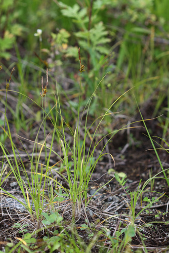 Carex korshinskyi · iNaturalist