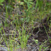Carex korshinskyi - Photo (c) V.S. Volkotrub, some rights reserved (CC BY-NC), uploaded by V.S. Volkotrub
