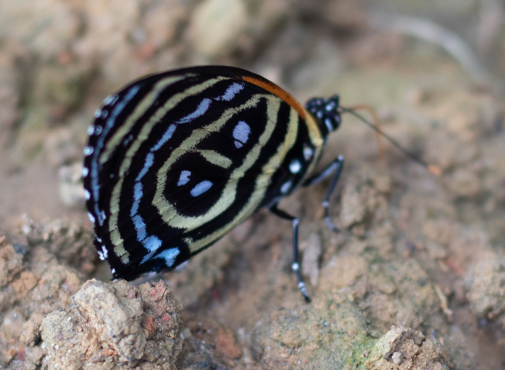 Callicore excelsior